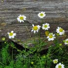 Sehnsucht, Blümchen statt Regen und Schnee