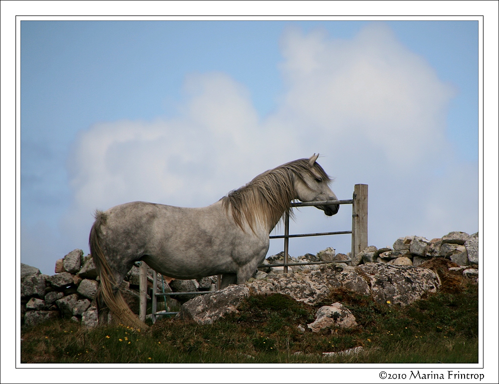 Sehnsucht - Connemara Pony bei Cleggan, Irland County Galway