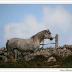 Sehnsucht - Connemara Pony bei Cleggan, Irland County Galway