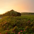 Sehnsucht Insel Hiddensee