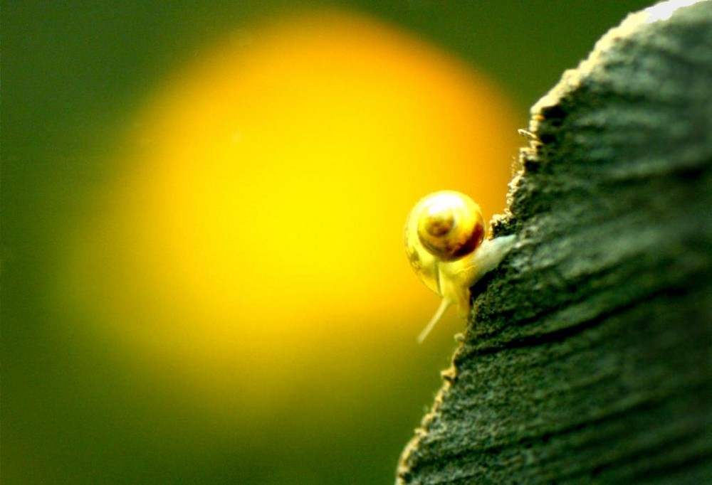 Sehnsucht ist wie eine Schnecke.......