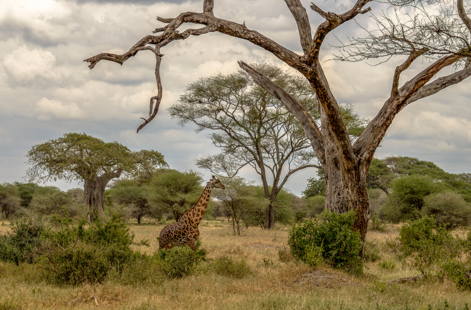 Sehnsucht nach Afrika