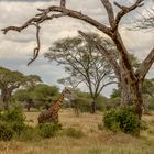 Sehnsucht nach Afrika