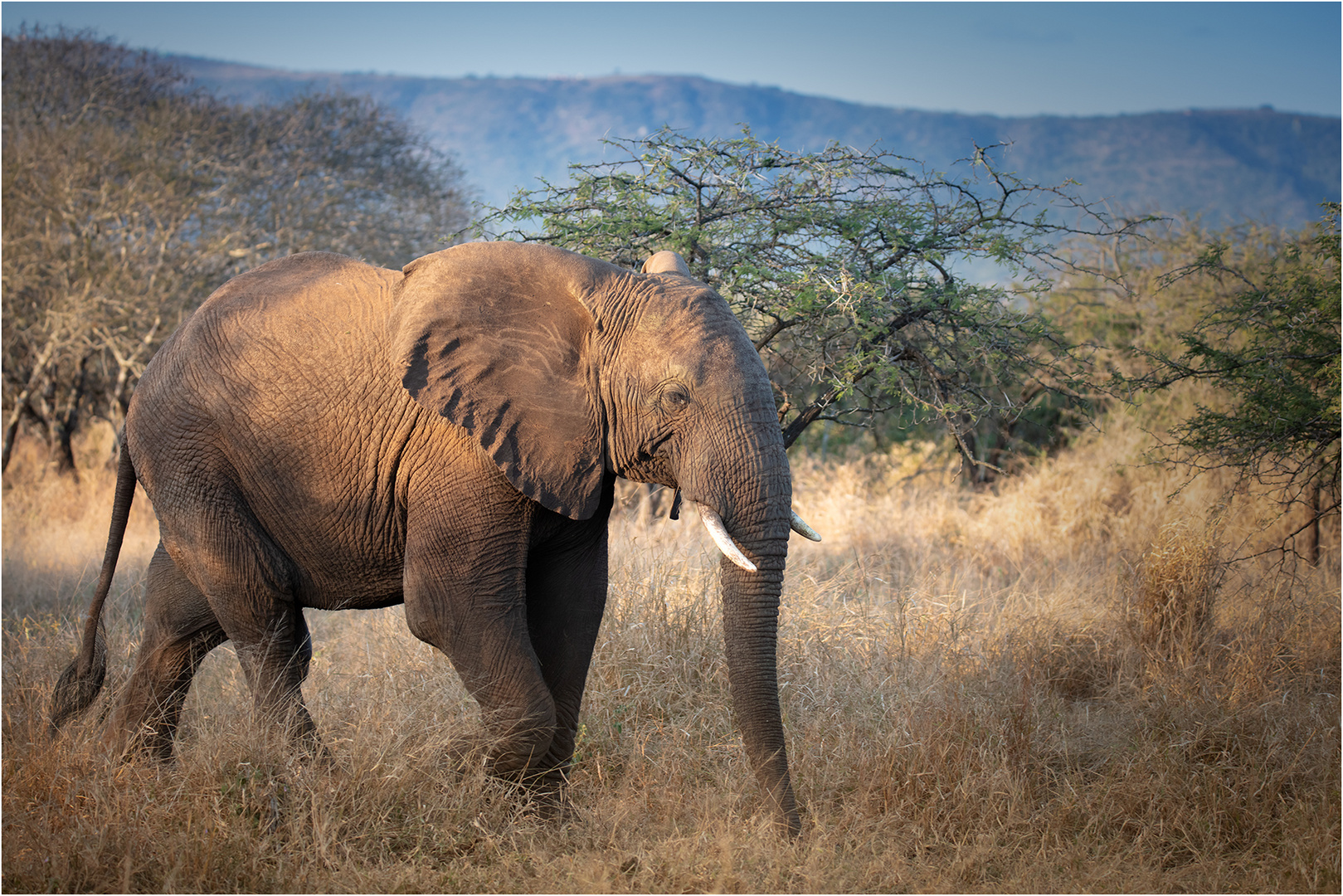 Sehnsucht nach Afrika I