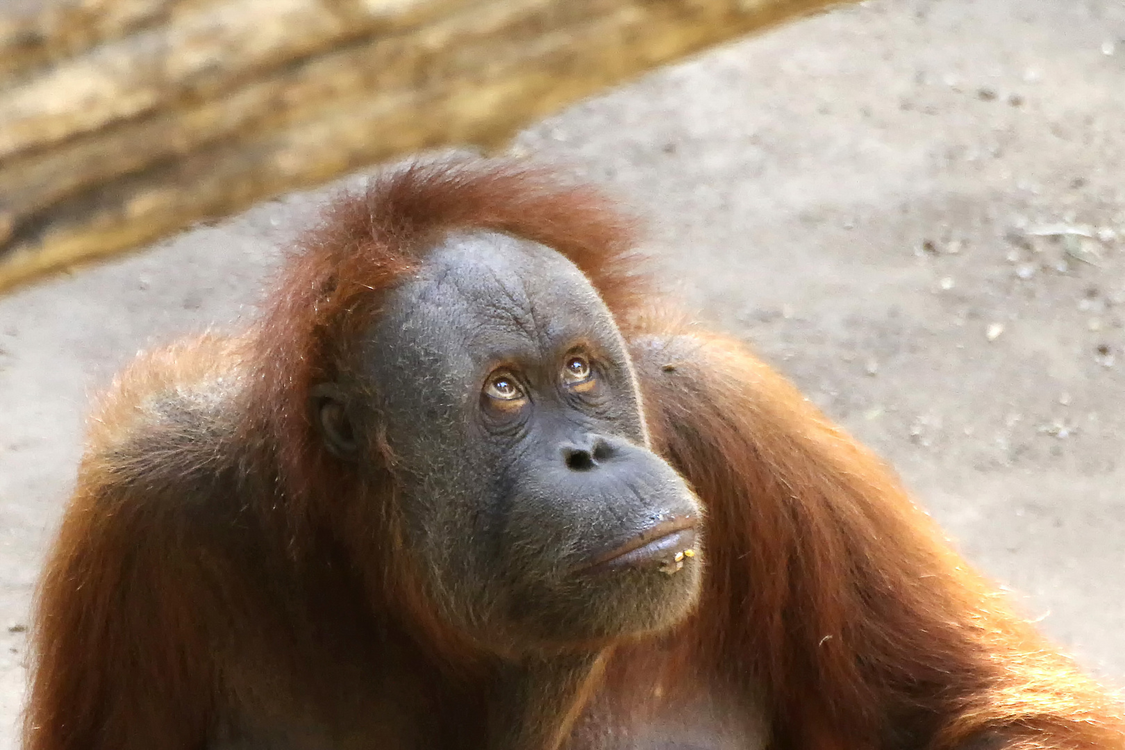 Sehnsucht nach Borneo