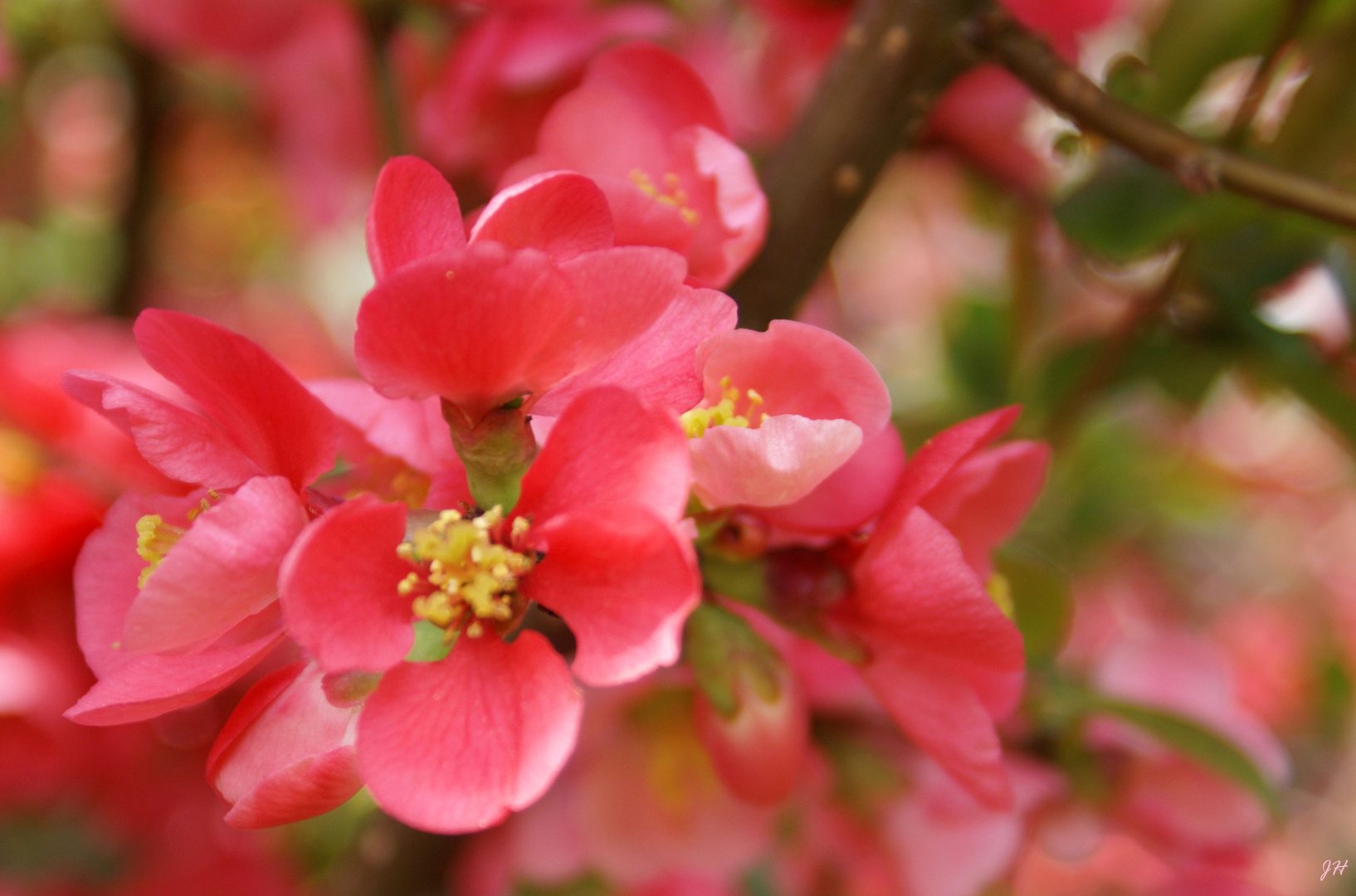 Sehnsucht nach dem Frühling