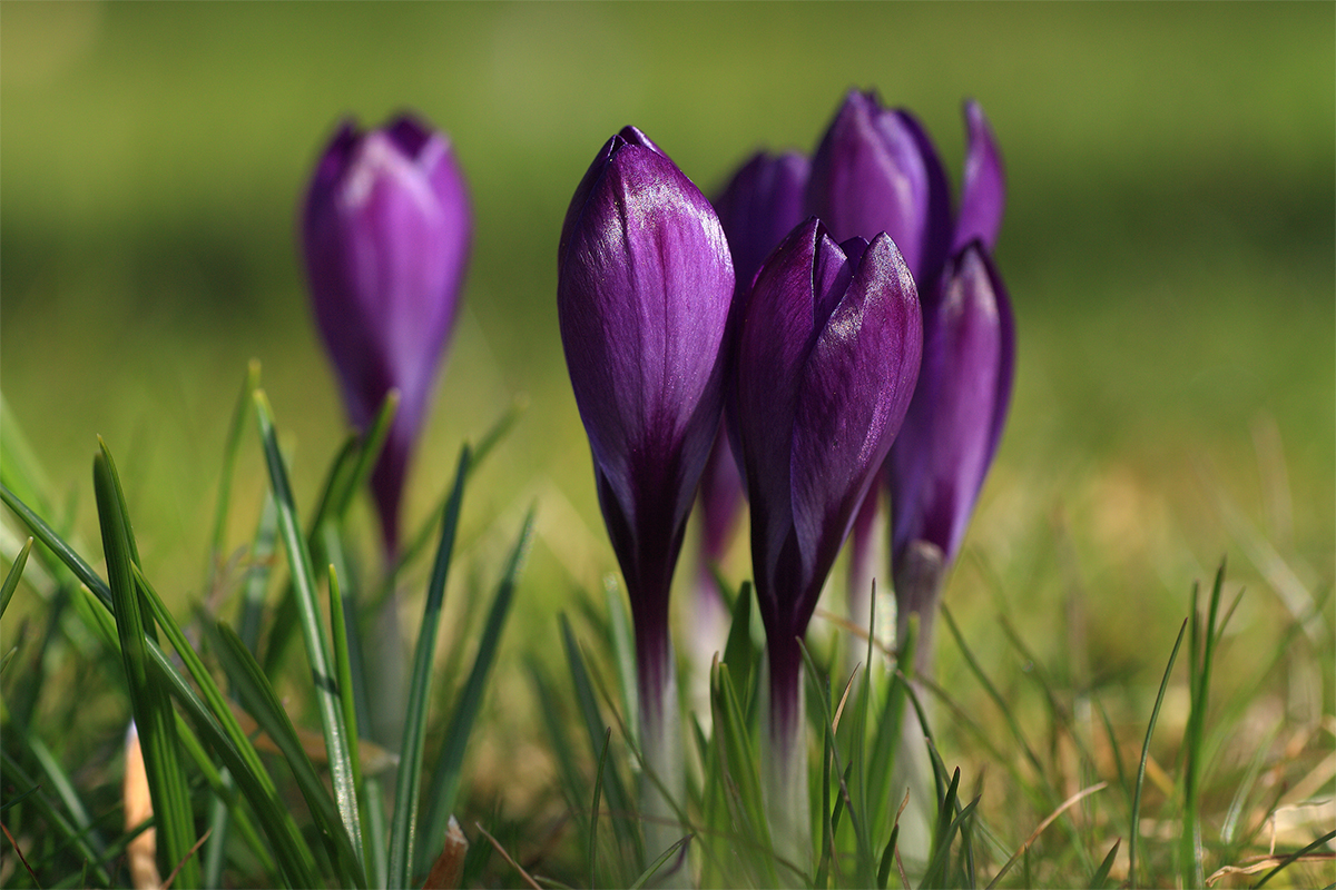 Sehnsucht nach dem Frühling