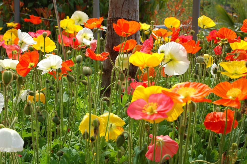 Sehnsucht nach dem Frühling