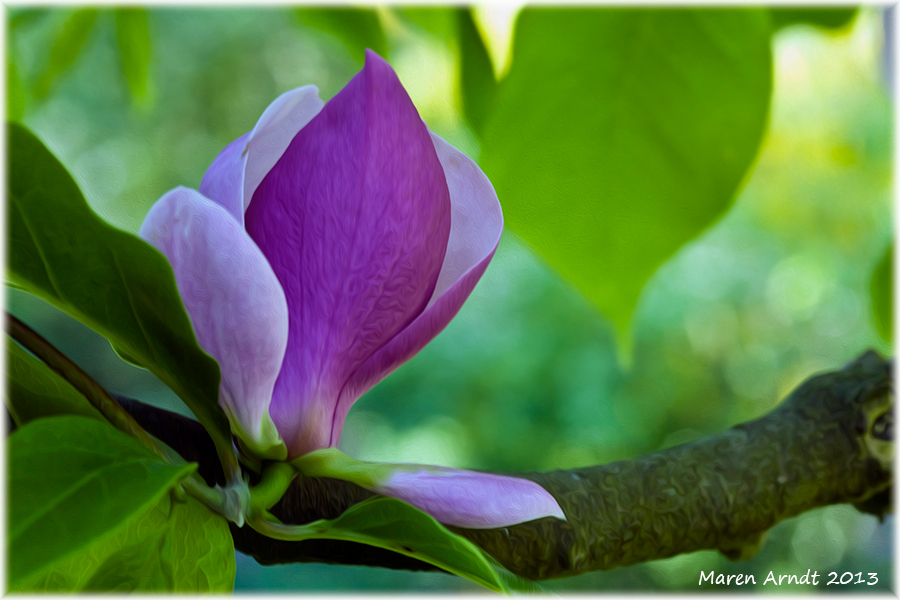 Sehnsucht nach dem Frühling