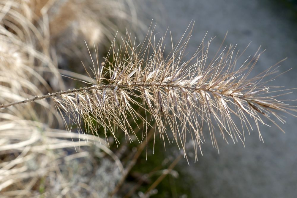 Sehnsucht nach dem Frühling