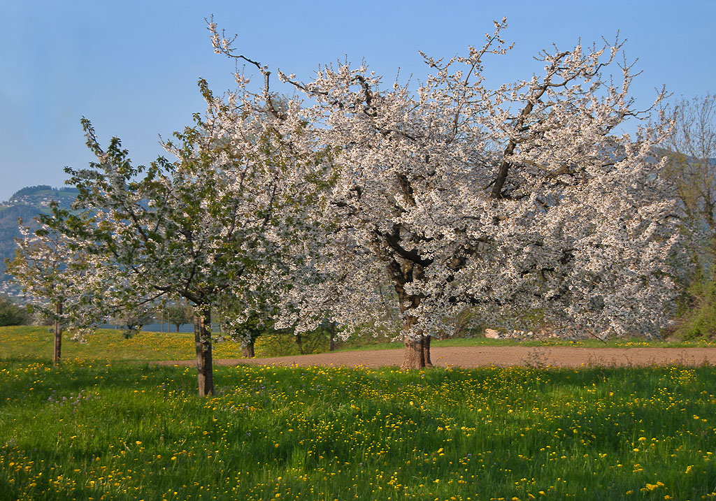 Sehnsucht nach dem Frühling