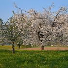 Sehnsucht nach dem Frühling