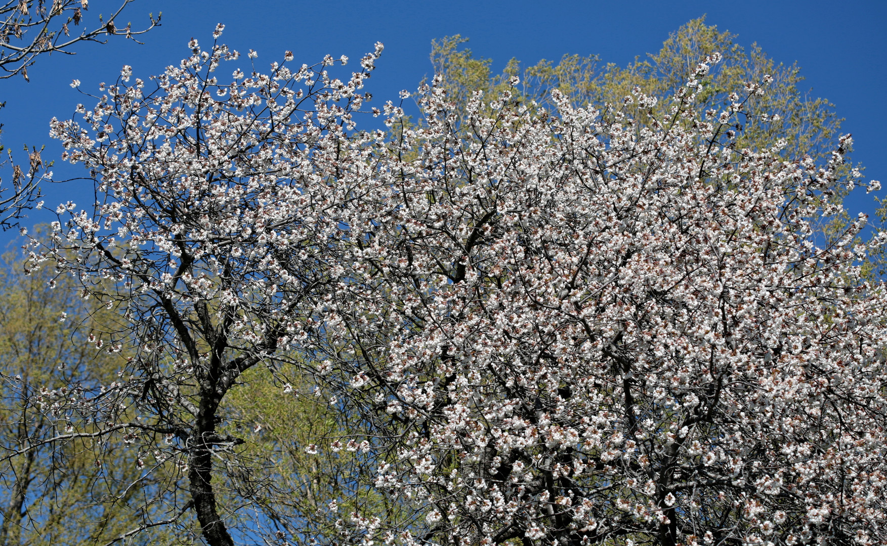 Sehnsucht nach dem Frühling