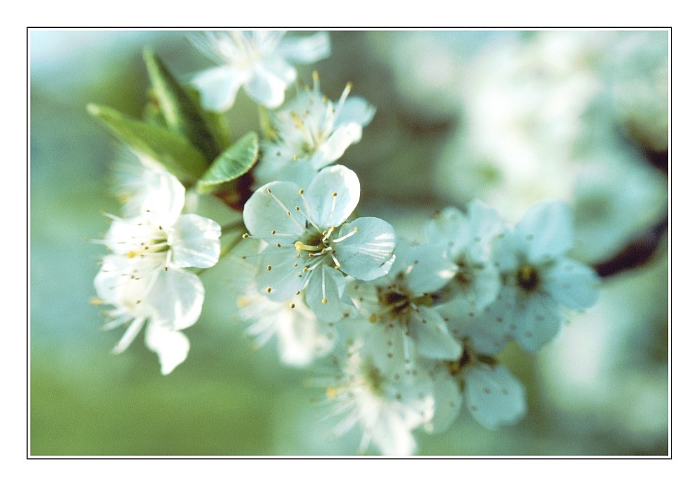 Sehnsucht nach dem Frühling