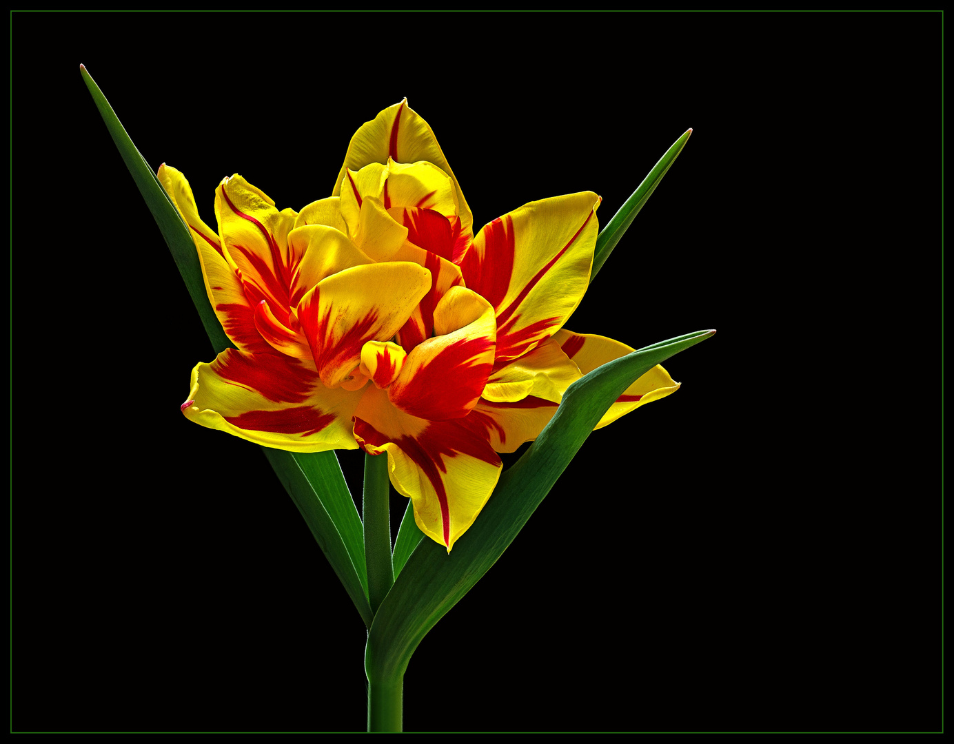 Sehnsucht nach dem Frühling - ( Stacking Bild ) 