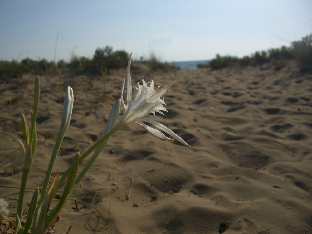 Sehnsucht nach dem Meer