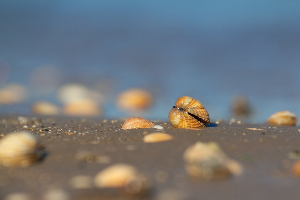 Sehnsucht nach dem Meer