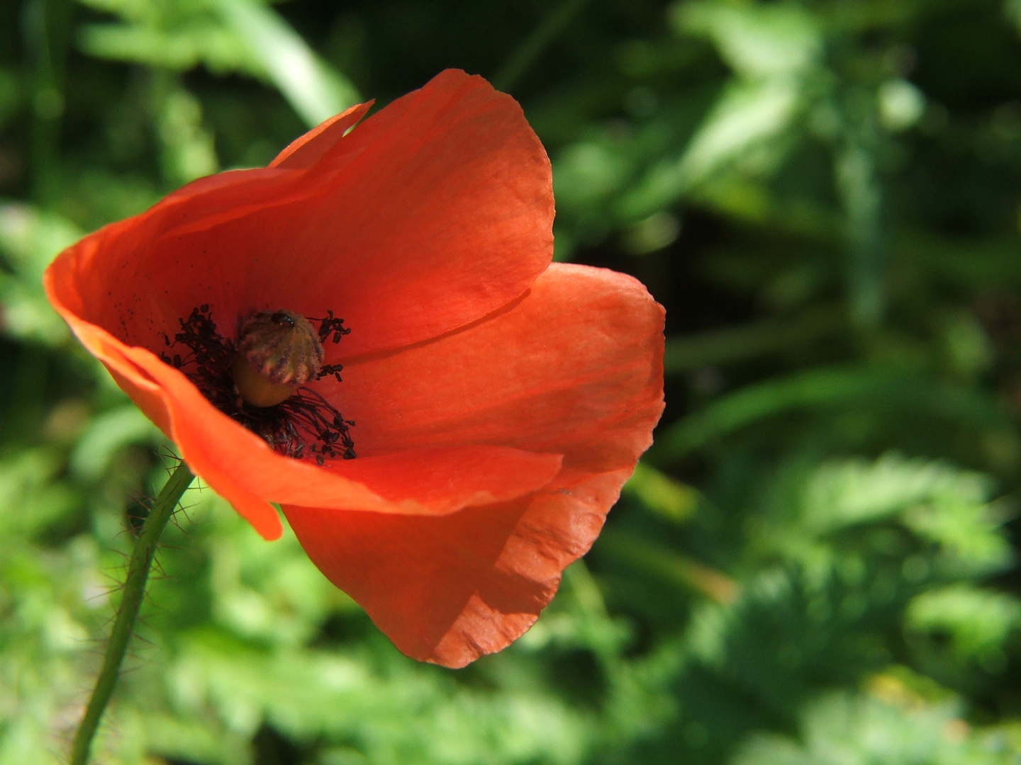 Sehnsucht nach dem Sommer