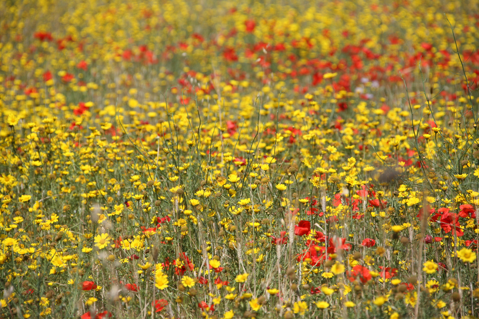 Sehnsucht nach dem Sommer