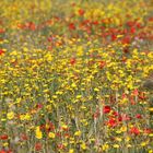 Sehnsucht nach dem Sommer