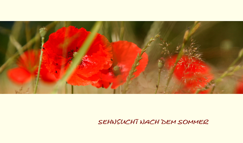 Sehnsucht nach dem Sommer II