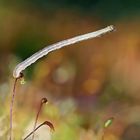 Sehnsucht nach dem Sommer: Raupe vom Braunen Heidekrautspanner (Ematurga atomaria) ? 