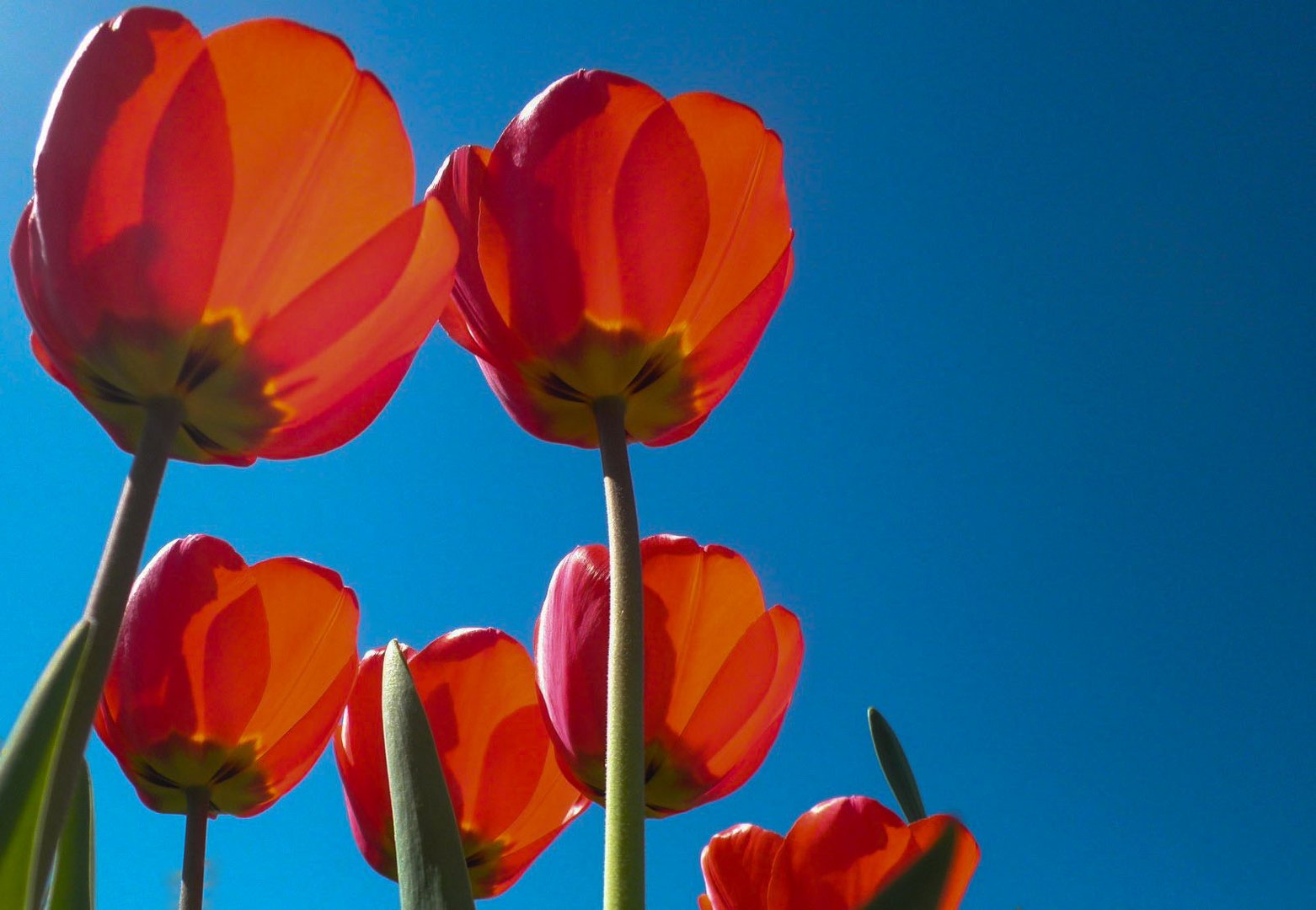 Sehnsucht nach den Frühling