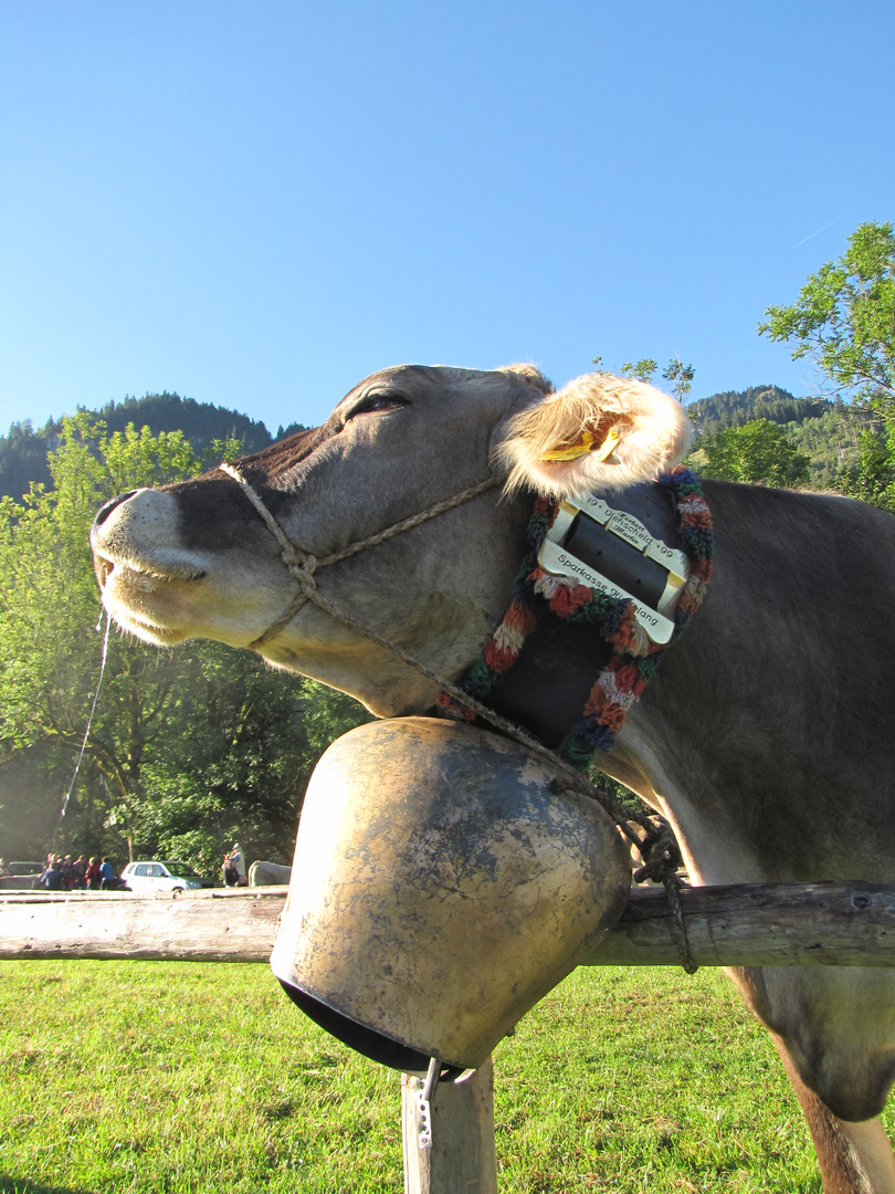 Sehnsucht nach der Alm