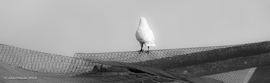 Sehnsucht nach der Ferne..