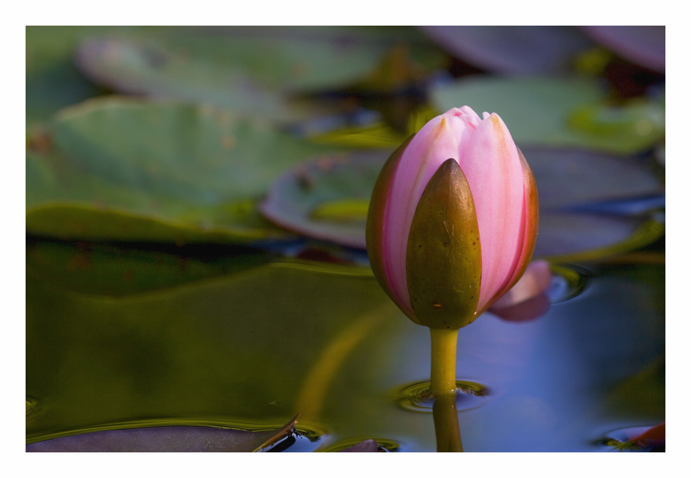 Sehnsucht nach der Sonne hat diese Seerosenblüte