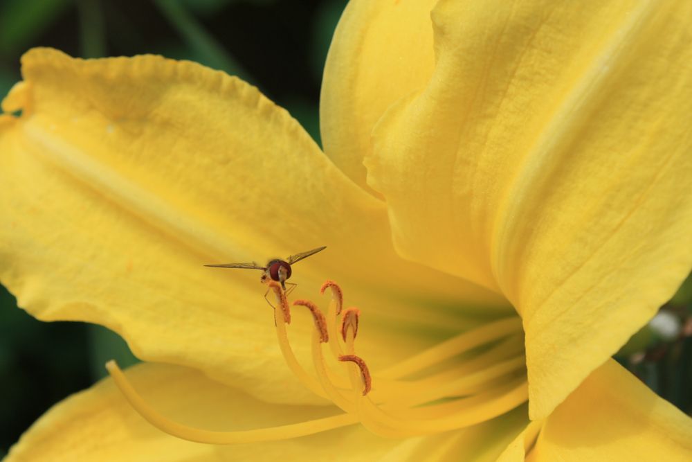 Sehnsucht nach Farbe in der Natur