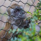 Sehnsucht nach Freiheit