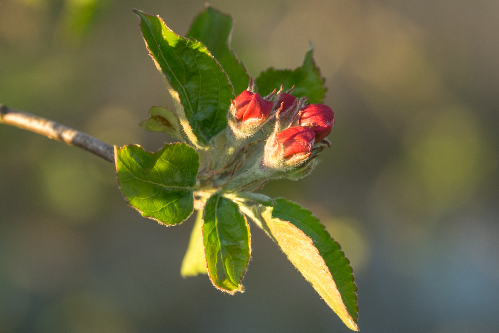 Sehnsucht nach Frühling