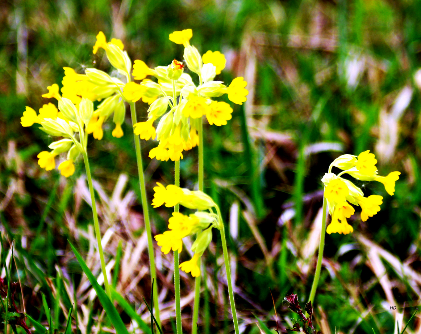 Sehnsucht nach Frühling