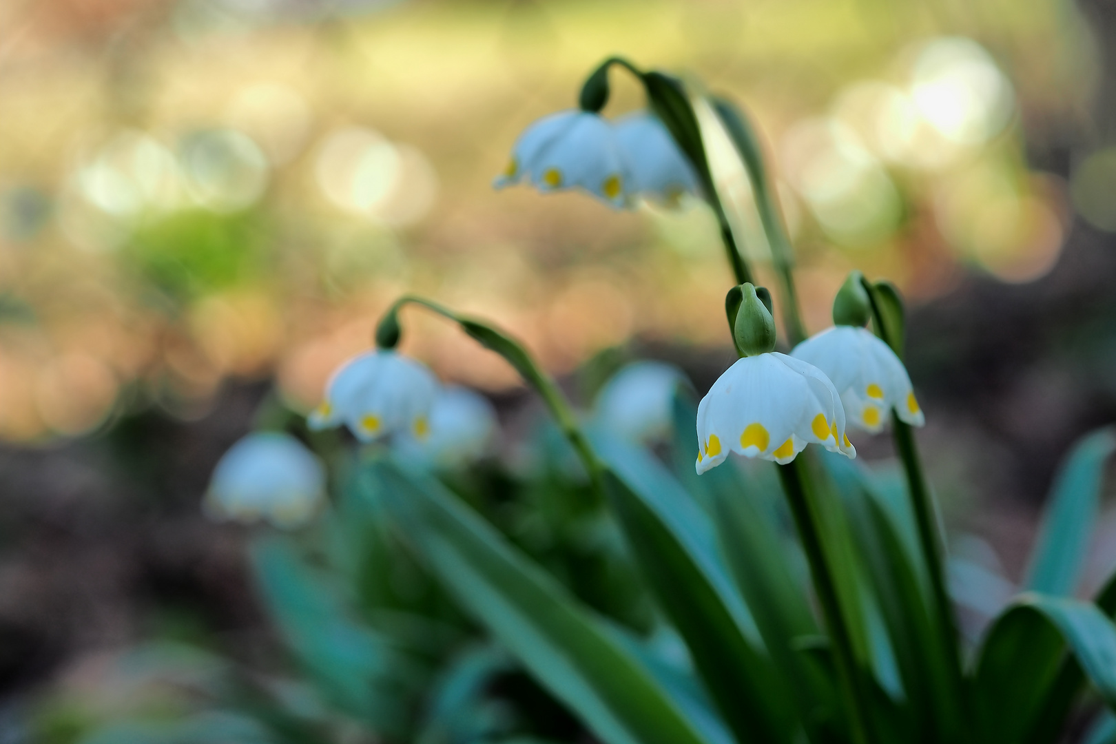 Sehnsucht nach Frühling (2)