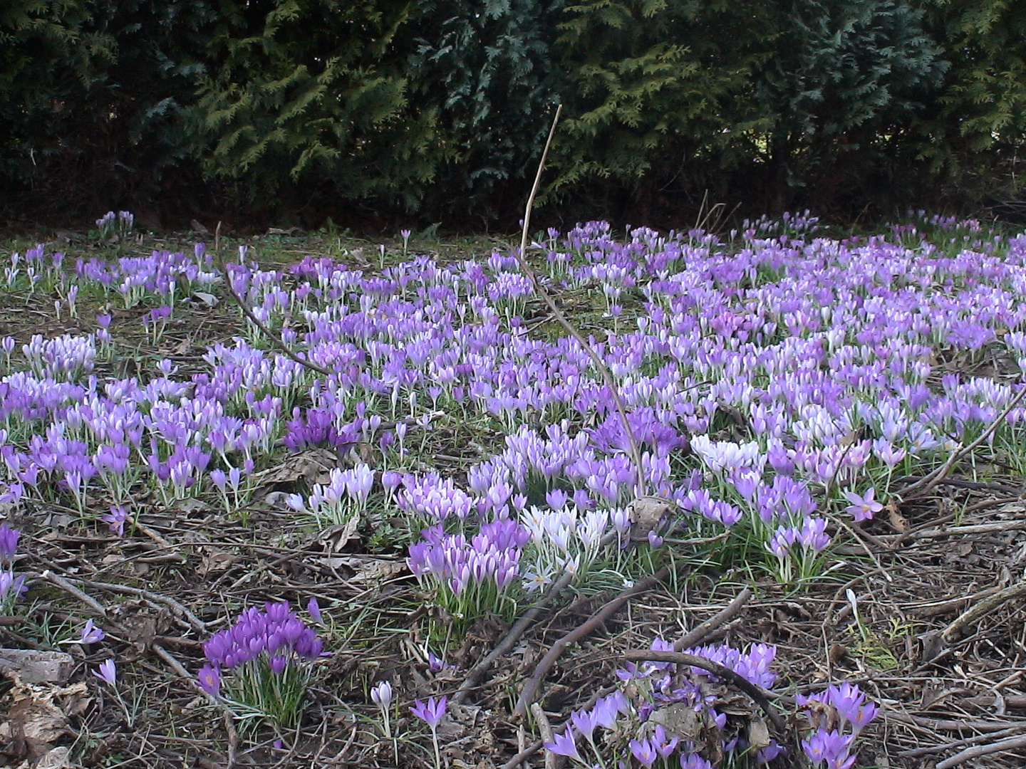 Sehnsucht nach Frühling