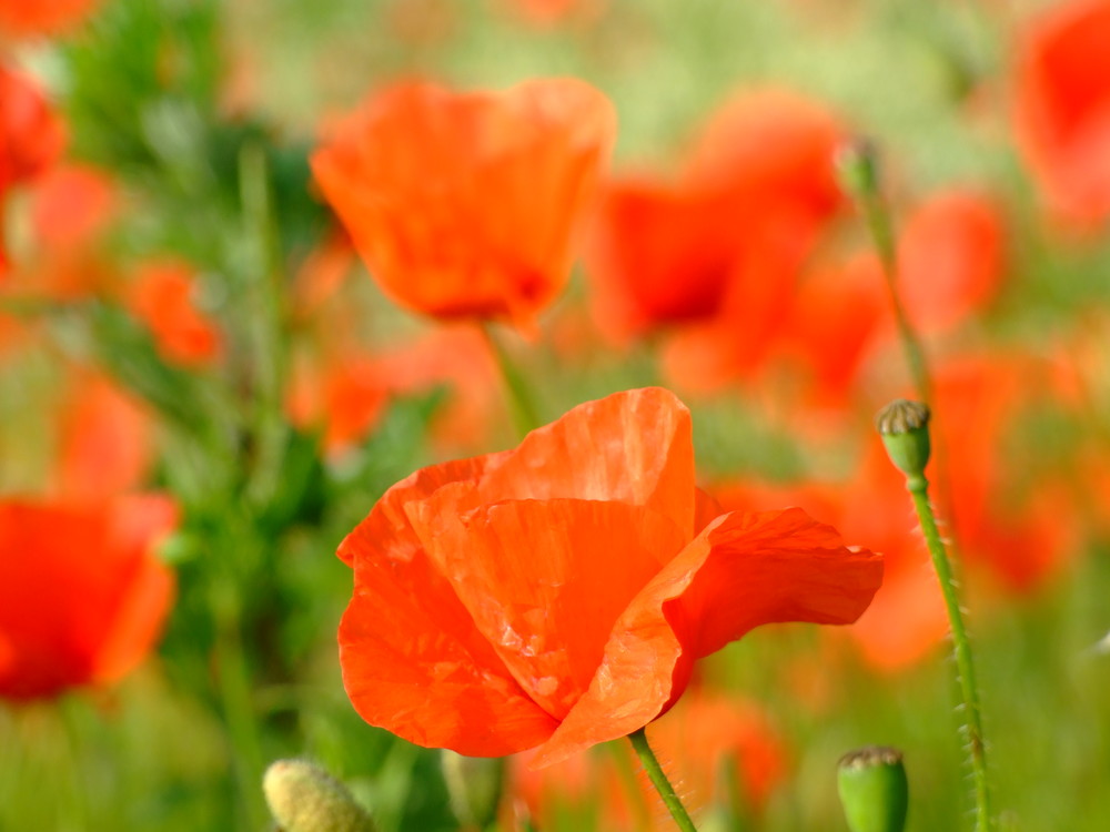 Sehnsucht nach Frühling