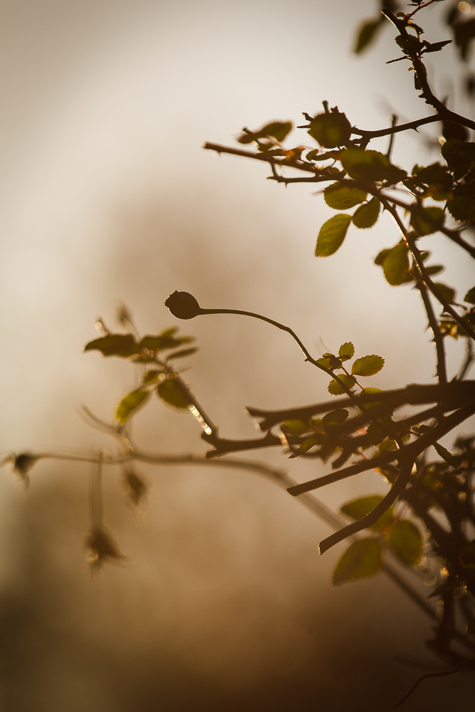 Sehnsucht nach Frühling