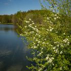  - Sehnsucht nach Frühling - 