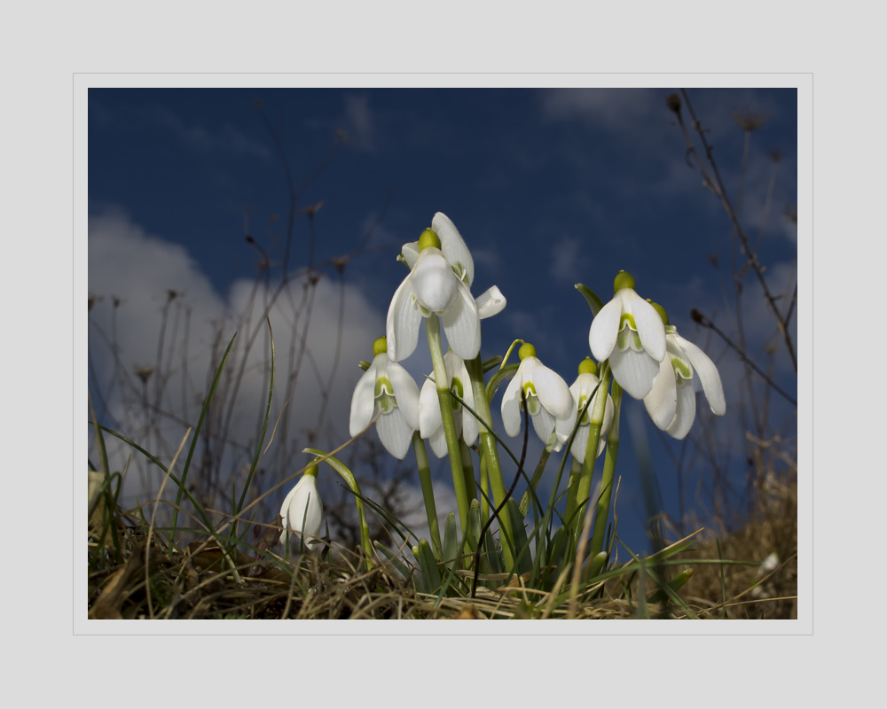 Sehnsucht nach Frühling - Nostalgie de printemps