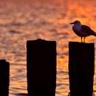 Sehnsucht nach Helgoland...