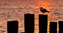 Sehnsucht nach Helgoland...