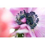 Sehnsucht nach Licht...   Anemone in pink