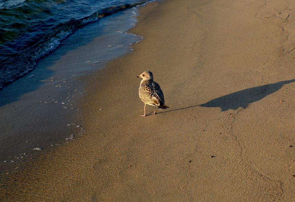 Sehnsucht nach Meer