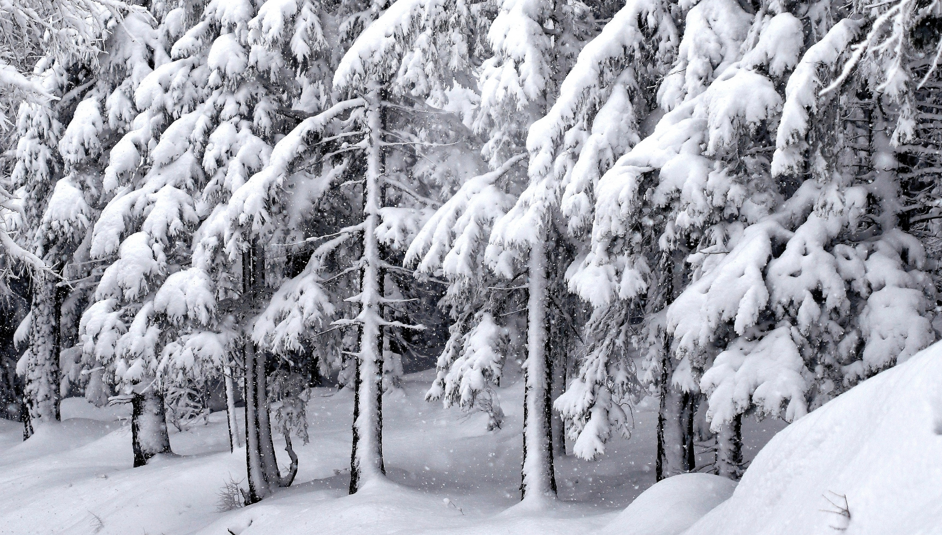 Sehnsucht nach Schnee