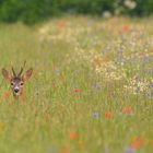 Sehnsucht nach Sommer