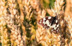 Sehnsucht nach Sommer