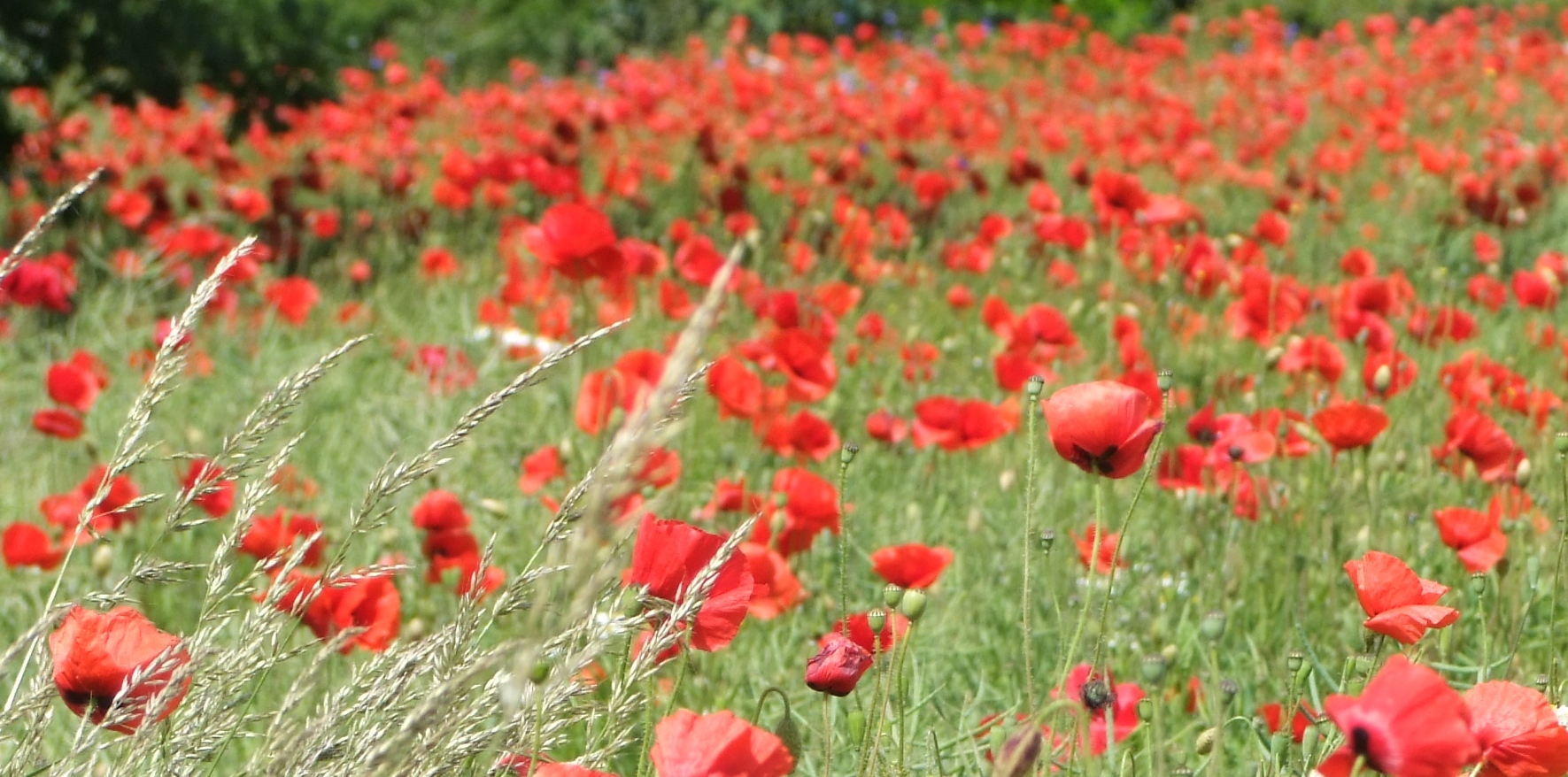 Sehnsucht nach Sommer ...!