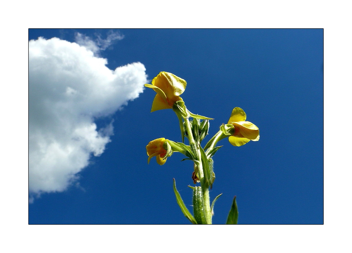 Sehnsucht nach Sommer