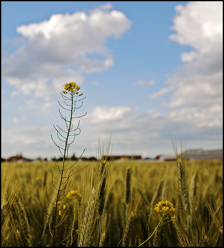 Sehnsucht nach Sommer...